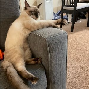 Meet your Posher, Daniella